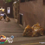 윤은혜 쓰레기댄스 움짤 (커피프린스)