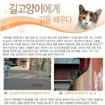'길에서 반한 그녀! 고양이 <b>헌팅</b> 사건!