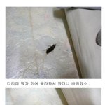 <b>바퀴</b>때문에 자는데 집중을 할수가 없어