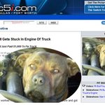 자동차 엔진룸에서 발견된 맹견 핏불~뭐임?