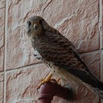 제방 <b>창문</b>앞에서.. 무슨새인지 가르쳐 주세요