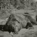 현존하는 육식동물중 가장 위험한 동물 코디악 베어