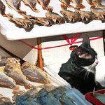 도닦는 고양이...