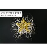 [김치샐러드] <b>애완</b>용 딸기? ^^;;;