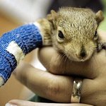 팔에 <b>깁스</b>한 불쌍한 다람쥐~ㅋㅋ