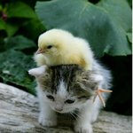 <b>병아리</b> 업은 <b>아기</b> 고양이