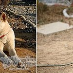 환상의 커플 꽃순이 소식