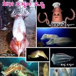 [펌]<b>희귀</b> 오징어들 총출동