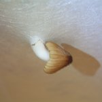 아파트 안방 천장에서 <b>버섯</b>이?ㄷㄷ