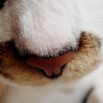 코주변 블랙헤드 없애기