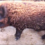 양의 털을 뒤집어 쓴 돼지? <b>순종</b>이래~