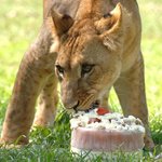 <b>사자</b>도 생일엔 케&amp;#51084; 먹어요~~^ㅠ^