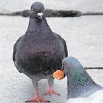 <b>참새</b>먹이 뺏은 비둘기