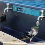 <b>영리</b>한 비둘기들