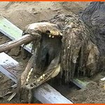 러시아에도 바다괴물이 있었다