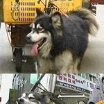 `한국판 플란더스 개` 싸고 "동물학대" vs "감동장면"