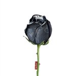 한 <b>송이</b>의 아리따운 청바지 장미..ㅎ