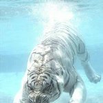 호랑이의 <b>잠수</b>실력