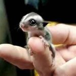 손가락만한 귀여운 작은 <b>동물</b>