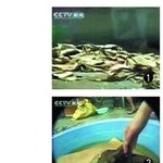 中 이번엔 ‘폐휴지 만두’