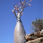 예맨에 가면 볼 수 있다는 특이한 <b>나무들</b>! 처음봤어!!