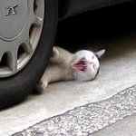 <b>자해</b> 공갈범? ㅋㅋ