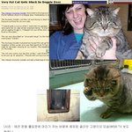 '특대형머리' 도둑고양이 견공 <b>출입문</b>에 끼었다 구출