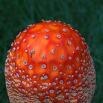 아름답고 신비스런 <b>버섯</b>들~