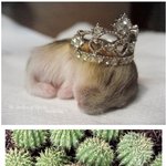 <b>동물</b>들! 귀엽거나 어이없거나~