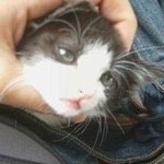 완소! 미소년 고양이 따라잡기