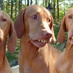 강아지들의 엽기 <b>이빨</b>