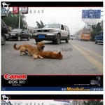죽은 애인을 끝까지 지키는 개, 감동이야~