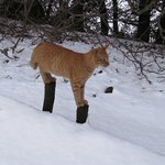 발시려운 고양이의 최후의 <b>수단</b>