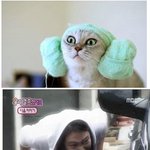 물뿌리던 <b>신애</b> 표정 닮은 양머리고양이
