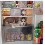 한<b>밤중</b>에 목이말라~ 냉장고를 열어보니...