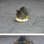 호랑이 <b>소환</b>술
