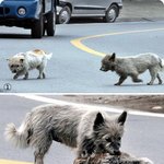 강아지들의 <b>의리</b>...