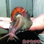 손바닥만한 크기의 <b>달팽이</b>! 역시 중국인가..