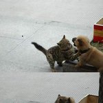 까불다 <b>항복</b>!!