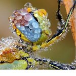 아침<b>이슬</b>을 맞은 잠자리 초 근접 촬영!신비롭네요~~