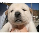 강아지의 <b>쌍</b>커플수술