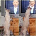 본능에 <b>충실</b>한 고양이
