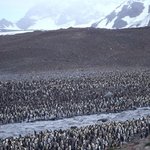 남극 대륙을 1만마리의 펭귄이 접수했다