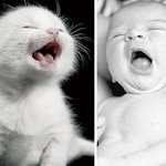 인간과 가장 비슷한 <b>동물</b>은 고양이?