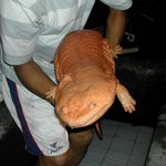 거대한 도롱뇽 정말 <b>희한</b>하네