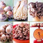 한식, 일식, 퓨전식으로 맛본다…가을 <b>버섯</b> 요리☆о³°´″´·.