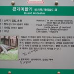 동물원 <b>개미</b>핥기ㅋㅋㅋㅋㅋㅋㅋ