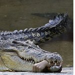 <b>식인</b>악어의 사람사냥!! 팔이......