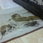 <b>바퀴</b> 잡는 끈끈이에 잡힌것은