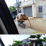소가 너무 불쌍해요!